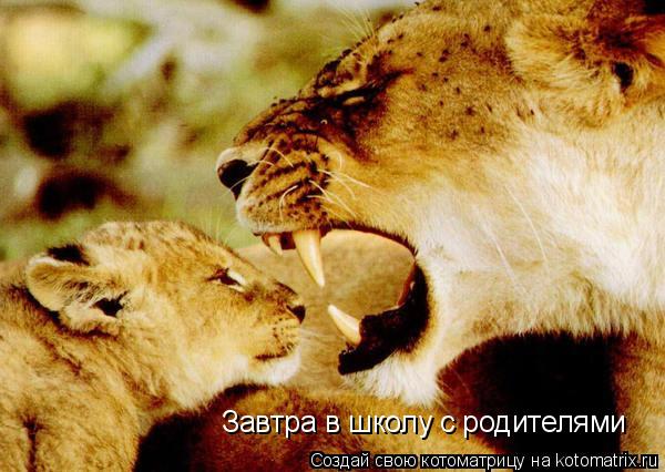 Котоматрица: Завтра в школу с родителями