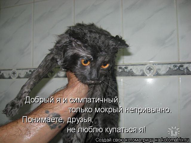 Добрый я и симпатичный, только мокрый непривычно. Понимаете, друзья, не люблю купаться я!... Котоматрица: Добрый я и симпатичный, только мокрый непривычно. Понимаете, друзья, не люблю купаться я!