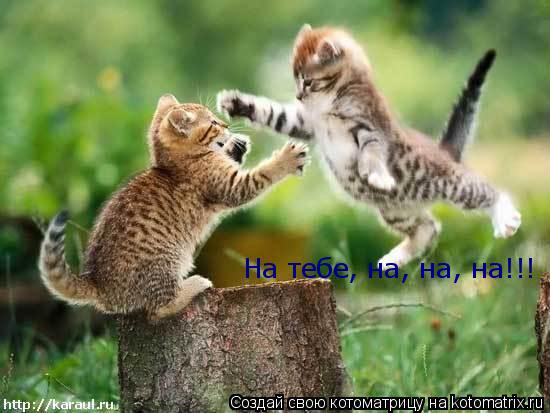 На тебе, на, на, на!!!... Котоматрица: На тебе, на, на, на!!!