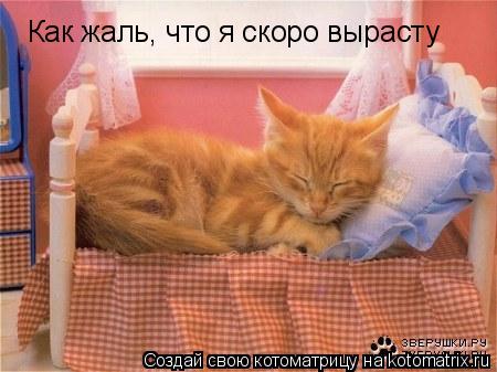 Как жаль, что я скоро вырасту... Котоматрица: Как жаль, что я скоро вырасту