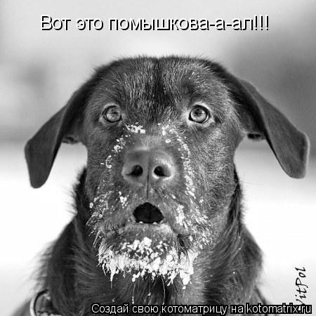 Вот это помышкова-а-ал!!!... Котоматрица: Вот это помышкова-а-ал!!!