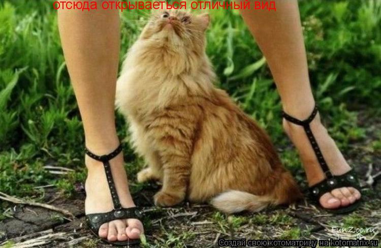 отсюда открываеться отличный вид... Котоматрица: отсюда открываеться отличный вид
