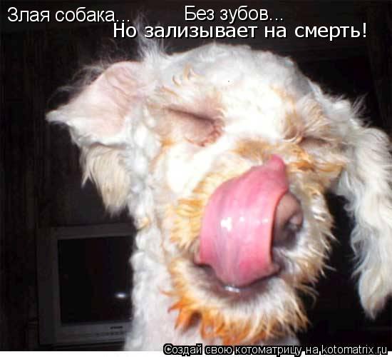Злая собака... Без зубов... Но зализывает на смерть!... Котоматрица: Злая собака... Без зубов... Но зализывает на смерть!