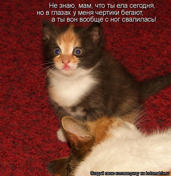 Не знаю, мам, что ты ела сегодня, но в глазах у меня чертики бегают, а ты вон вообще с ног свалилась... Котоматрица: Не знаю, мам, что ты ела сегодня, но в глазах у меня чертики бегают, а ты вон вообще с ног свалилась!
