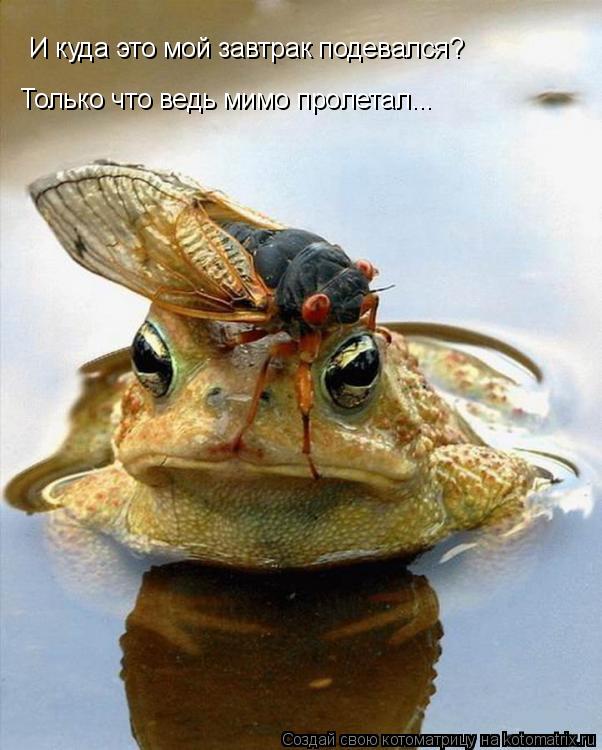И куда это мой завтрак подевался? Только что ведь мимо пролетал...... Котоматрица: И куда это мой завтрак подевался? Только что ведь мимо пролетал...