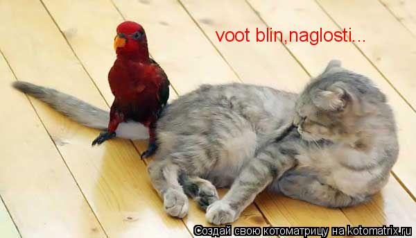 voot blin,naglosti...... Котоматрица: voot blin,naglosti...