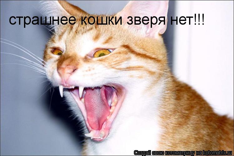 страшнее кошки зверя нет!!!... Котоматрица: страшнее кошки зверя нет!!!