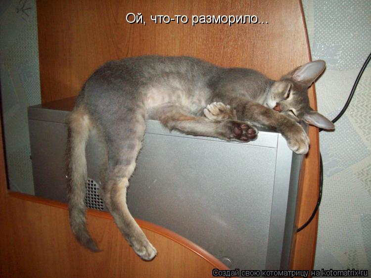 Ой, что-то разморило...... Котоматрица: Ой, что-то разморило...