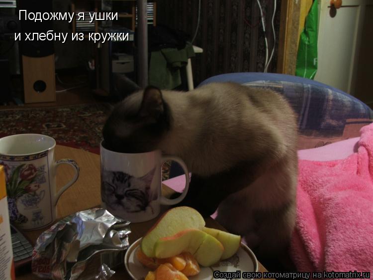 Подожму я ушки и хлебну из кружки... Котоматрица: Подожму я ушки и хлебну из кружки