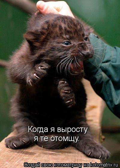 Когда я выросту я те отомщу.... Котоматрица: Когда я выросту я те отомщу.