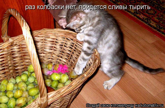 раз колбаски нет, придется сливы тырить... Котоматрица: раз колбаски нет, придется сливы тырить