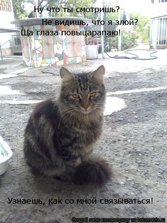 Ну что ты смотришь? Не видишь, что я злой? Ща глаза повыцарапаю! Узнаешь, как со мной связываться!... Котоматрица: Ну что ты смотришь? Не видишь, что я злой? Ща глаза повыцарапаю! Узнаешь, как со мной связываться!