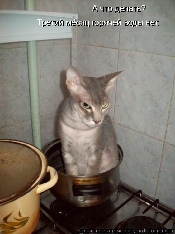 Котоматрица: А что делать? Третий месяц горячей воды нет.