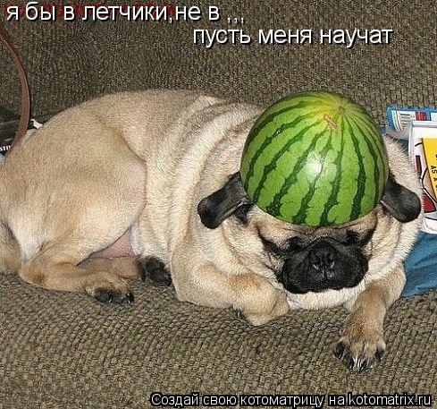 я бы в летчики,не в ,,, пусть меня научат... Котоматрица: я бы в летчики,не в ,,, пусть меня научат