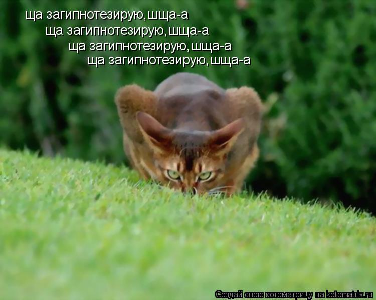 ща загипнотезирую,шща-а ща загипнотезирую,шща-а ща загипнотезирую,шща-а ща загипнотезирую,шща-а... Котоматрица: ща загипнотезирую,шща-а ща загипнотезирую,шща-а ща загипнотезирую,шща-а ща загипнотезирую,шща-а