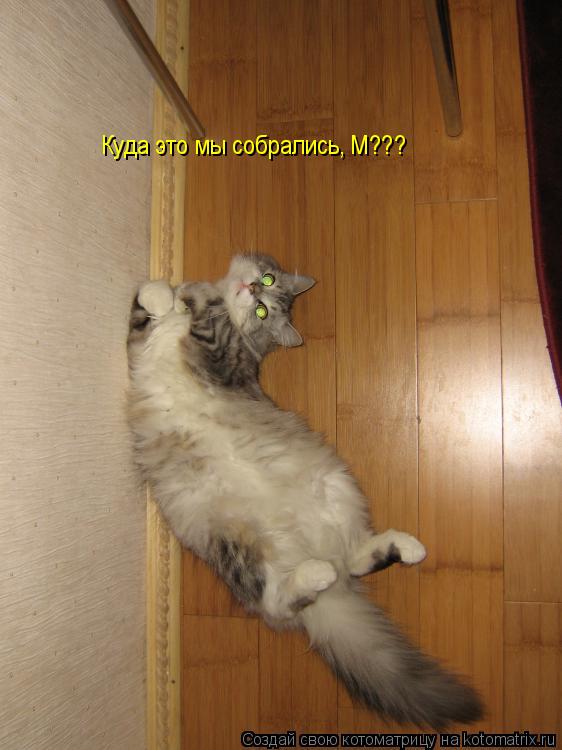 Куда это мы собрались, М???... Котоматрица: Куда это мы собрались, М???