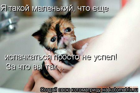Я такой маленький, что еще испачкаться просто не успел! За что вы так...... Котоматрица: Я такой маленький, что еще испачкаться просто не успел! За что вы так...