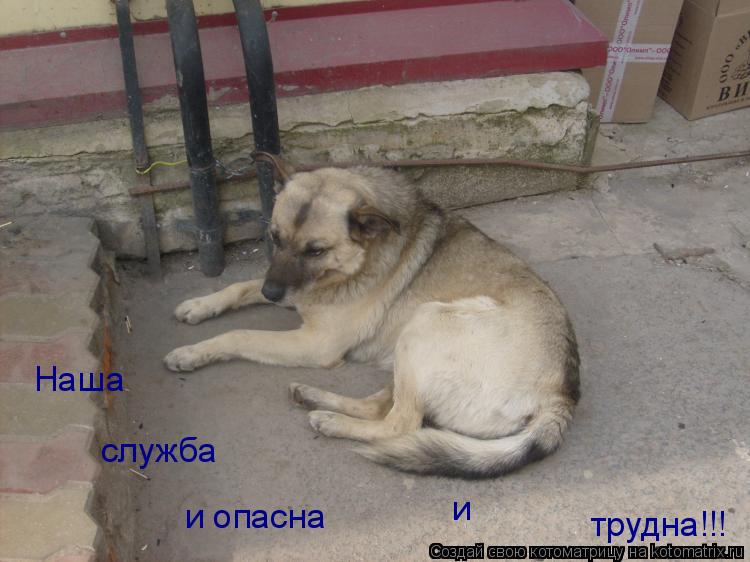 Наша служба и опасна и трудна!!!... Котоматрица: Наша служба и опасна и трудна!!!