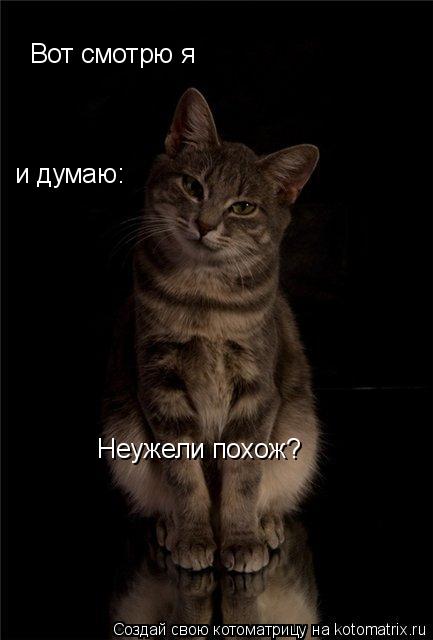 Вот смотрю я и думаю: Неужели похож?... Котоматрица: Вот смотрю я и думаю: Неужели похож?