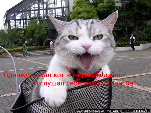 Однажды ехал кот в широком джипе и слушал себе радио "Шансон"...... Котоматрица: Однажды ехал кот в широком джипе и слушал себе радио "Шансон"...