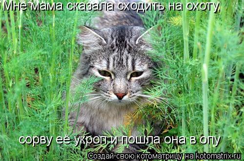 Котоматрица: Мне мама сказала сходить на охоту, сорву её укроп и пошла она в опу