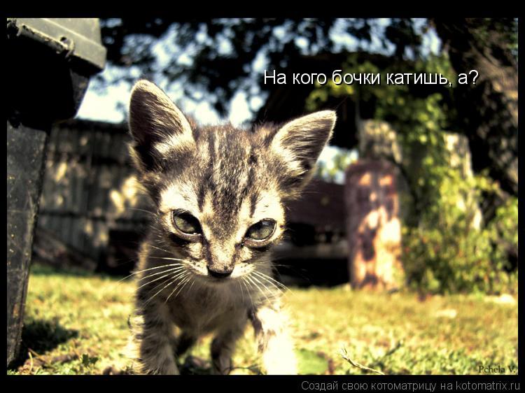 На кого бочки катишь, а?... Котоматрица: На кого бочки катишь, а?