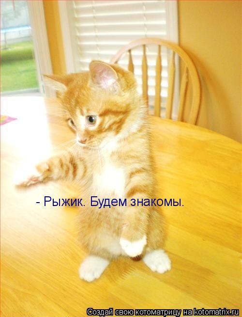 - Рыжик. Будем знакомы.... Котоматрица: - Рыжик. Будем знакомы.