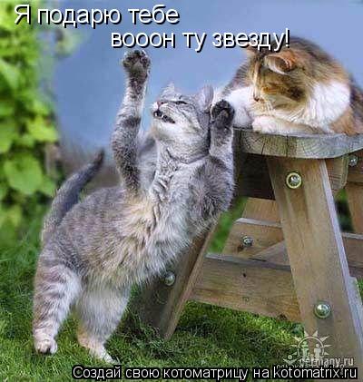 Я подарю тебе вооон ту звезду!... Котоматрица: Я подарю тебе вооон ту звезду!