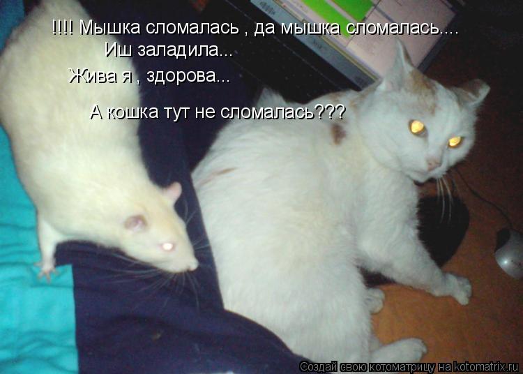 !!!! Мышка сломалась , да мышка сломалась.... Иш заладила... Жива я , здорова... А кошка тут не слома... Котоматрица: !!!! Мышка сломалась , да мышка сломалась.... Иш заладила... Жива я , здорова... А кошка тут не сломалась???