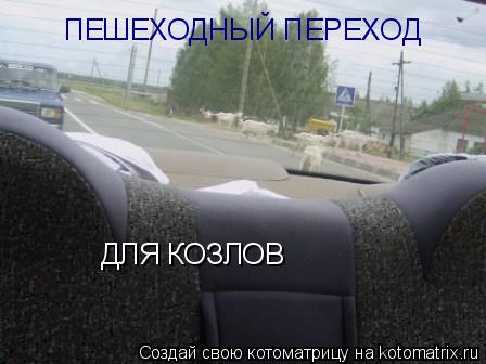 ПЕШЕХОДНЫЙ ПЕРЕХОД ДЛЯ КОЗЛОВ... Котоматрица: ПЕШЕХОДНЫЙ ПЕРЕХОД ДЛЯ КОЗЛОВ