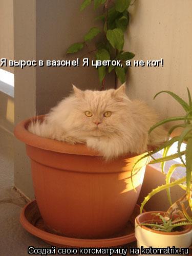 Я вырос в вазоне! Я цветок, а не кот!... Котоматрица: Я вырос в вазоне! Я цветок, а не кот!