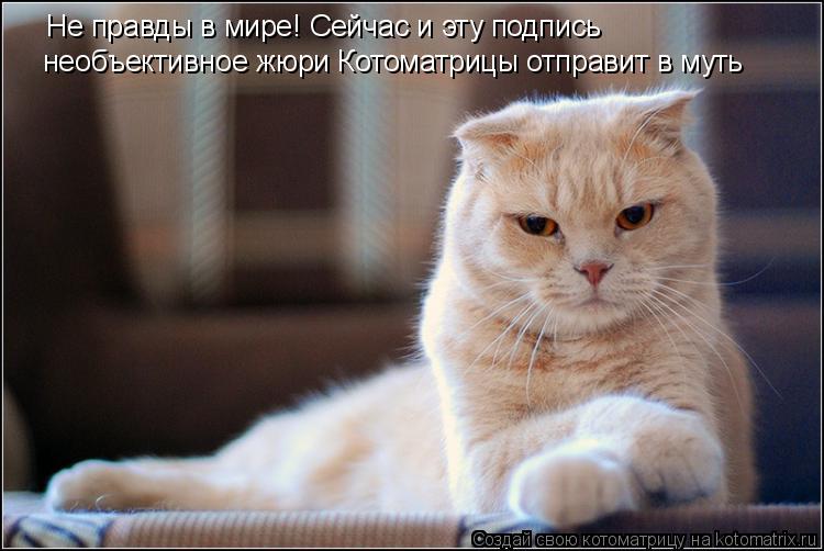 Не правды в мире! Сейчас и эту подпись необъективное жюри Котоматрицы Не правды в мире! Сейчас и эту... Котоматрица: Не правды в мире! Сейчас и эту подпись необъективное жюри Котоматрицы Не правды в мире! Сейчас и эту подпись необъективное жюри Котоматриц