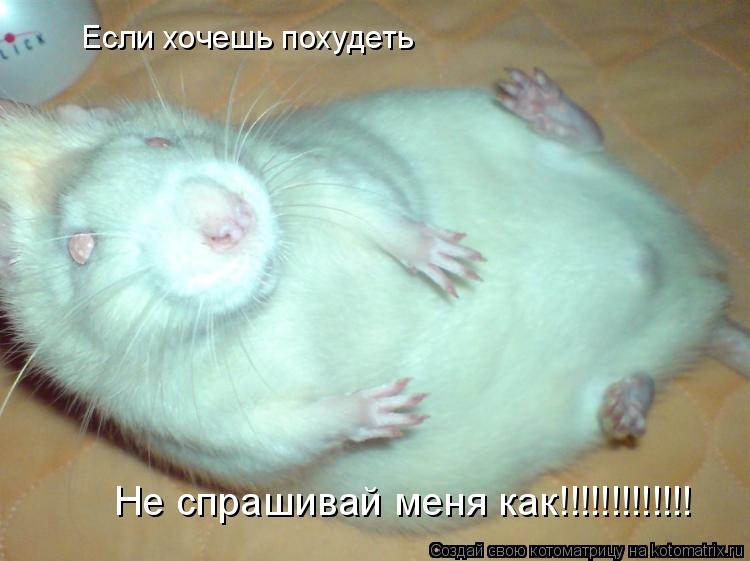 Если хочешь похудеть Не спрашивай меня как!!!!!!!!!!!!!... Котоматрица: Если хочешь похудеть Не спрашивай меня как!!!!!!!!!!!!!