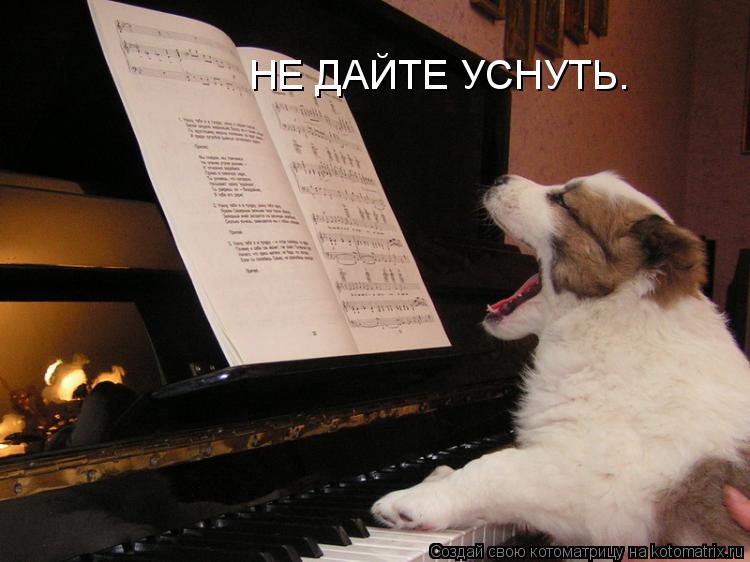 НЕ ДАЙТЕ УСНУТЬ.... Котоматрица: НЕ ДАЙТЕ УСНУТЬ.