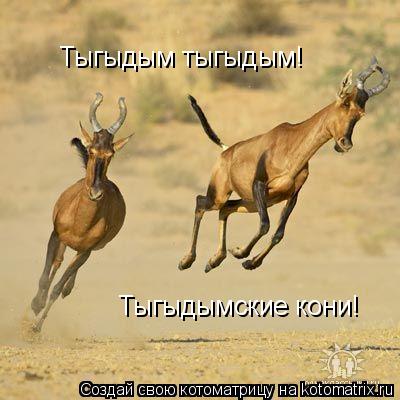 Тыгыдым тыгыдым! Тыгыдымские кони!... Котоматрица: Тыгыдым тыгыдым! Тыгыдымские кони!