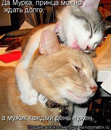 Да Мурка, принца можно ждать долго, а мужик каждый день нужен.... Котоматрица: Да Мурка, принца можно ждать долго, а мужик каждый день нужен.