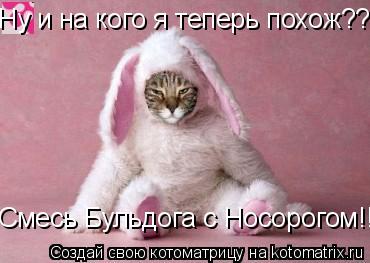Ну и на кого я теперь похож??? Смесь Бульдога с Носорогом!!!... Котоматрица: Ну и на кого я теперь похож??? Смесь Бульдога с Носорогом!!!