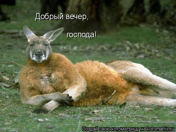 Котоматрица: Добрый вечер, господа!