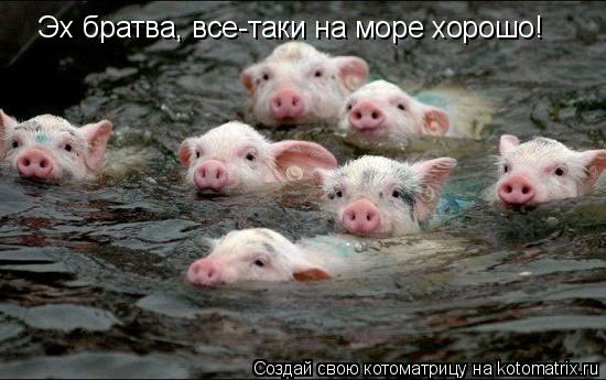 Эх братва, все-таки на море хорошо!... Котоматрица: Эх братва, все-таки на море хорошо!