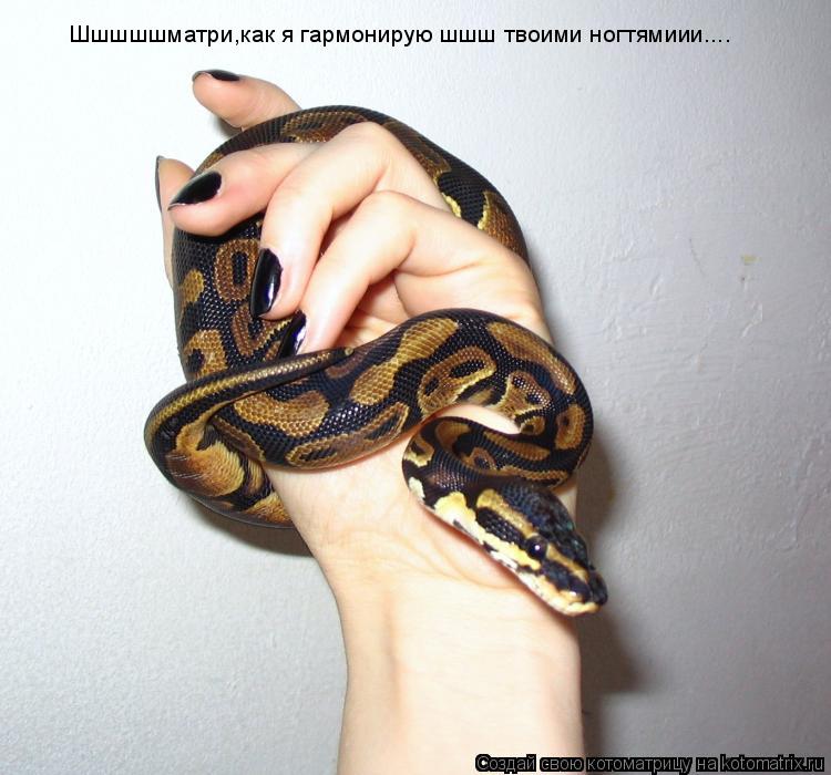 Шшшшшматри,как я гармонирую шшш твоими ногтямиии....... Котоматрица: Шшшшшматри,как я гармонирую шшш твоими ногтямиии....