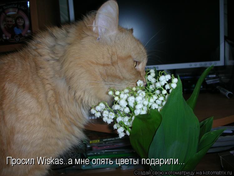 Просил Wiskas..а мне опять цветы подарили...... Котоматрица: Просил Wiskas..а мне опять цветы подарили...