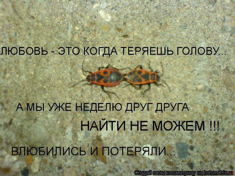 Котоматрица: ЛЮБОВЬ - ЭТО КОГДА ТЕРЯЕШЬ ГОЛОВУ... А МЫ УЖЕ НЕДЕЛЮ ДРУГ ДРУГА НАЙТИ НЕ МОЖЕМ !!! ВЛЮБИЛИСЬ И ПОТЕРЯЛИ...