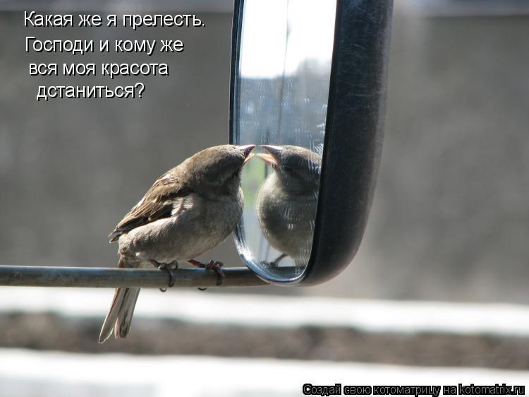 Какая же я прелесть. Господи и кому же вся моя красота дстаниться?... Котоматрица: Какая же я прелесть. Господи и кому же вся моя красота дстаниться?