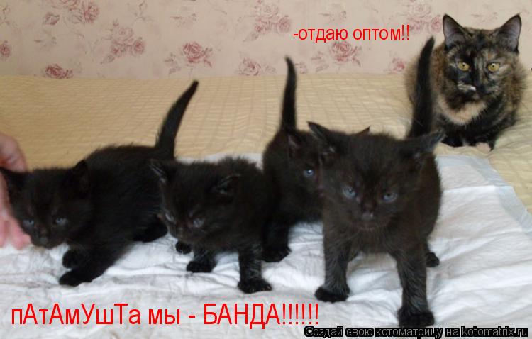 -отдаю оптом!! пАтАмУшТа мы - БАНДА!!!!!!... Котоматрица: -отдаю оптом!! пАтАмУшТа мы - БАНДА!!!!!!