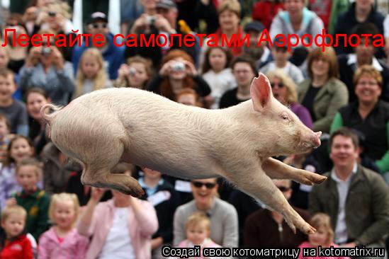 Котоматрица: Леетайте самолетами Аэрофлота