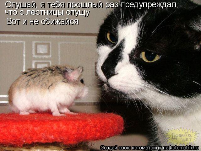 Слушай, я тебя прошлый раз предупреждал, что с лестницы спущу Вот и не обижайся... Котоматрица: Слушай, я тебя прошлый раз предупреждал, что с лестницы спущу Вот и не обижайся