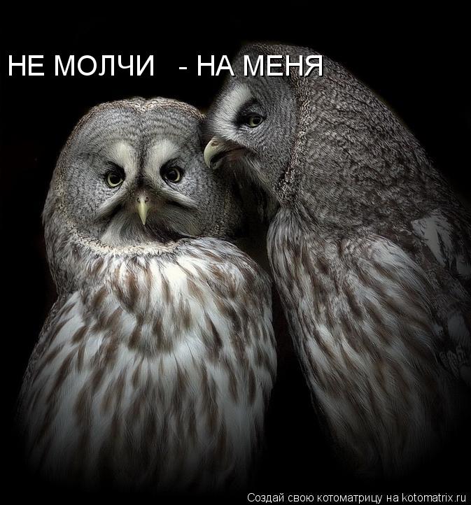 Котоматрица: НЕ МОЛЧИ   - НА МЕНЯ
