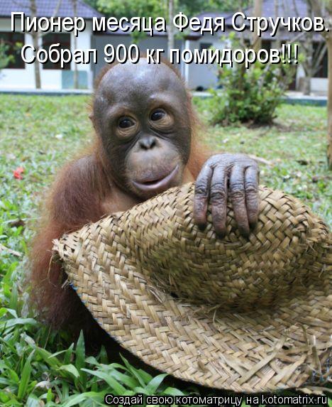 Пионер месяца Федя Стручков. Собрал 900 кг помидоров!!!... Котоматрица: Пионер месяца Федя Стручков. Собрал 900 кг помидоров!!!