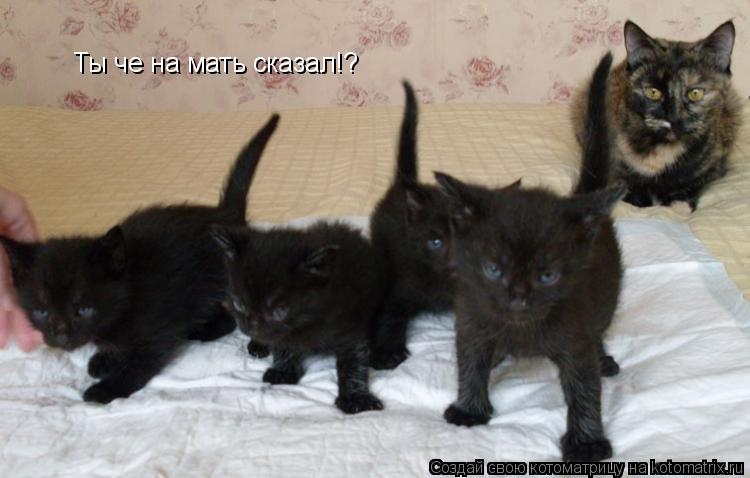 Ты че на мать сказал!?... Котоматрица: Ты че на мать сказал!?