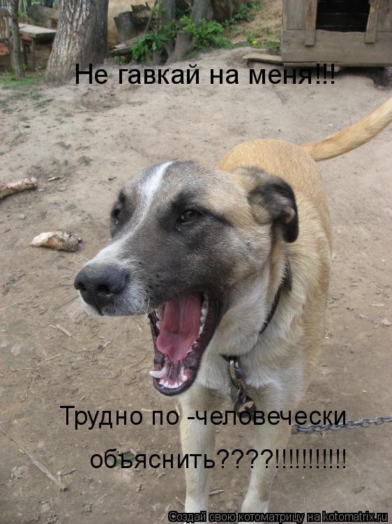 Не гавкай на меня!!! Трудно по -человечески объяснить????!!!!!!!!!!!... Котоматрица: Не гавкай на меня!!! Трудно по -человечески объяснить????!!!!!!!!!!!